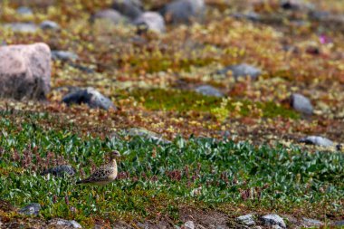 Tundra, Arviat, Nunavut, Kanada 'da Kuzey Kutbu çiçekleri arasında duran tek pektoral çulluk Kalidris melanotos