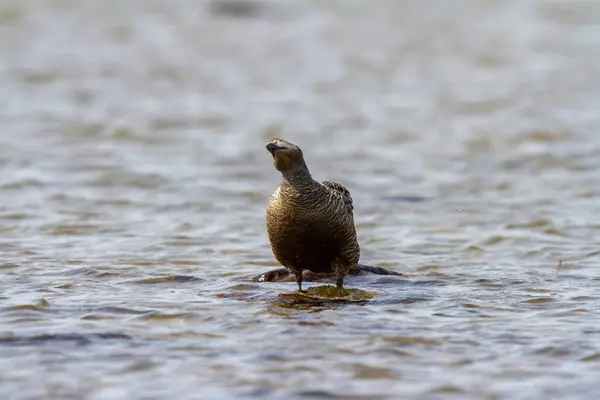 Stock image Female common eider duck, Somateria mollisssima, standing on a rock in shallow water shaking its head, near Arviat Nunavut Canada. 