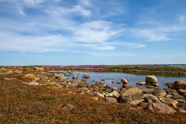 Arka planda pembe çiçekler, mavi gökyüzü ve yumuşak bulutlar, Arviat, Nunavut Kanada