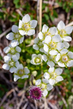 Close-up of several tufted saxifrage or tufted alpine saxifrage or Saxifraga cespitosa, a small, white flower and mat-forming perennial. Arviat, Nunavut, Canada clipart