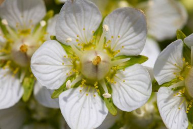 Close-up of a tufted saxifrage or tufted alpine saxifrage or Saxifraga cespitosa, a small, white flower and mat-forming perennial. Arviat, Nunavut, Canada clipart