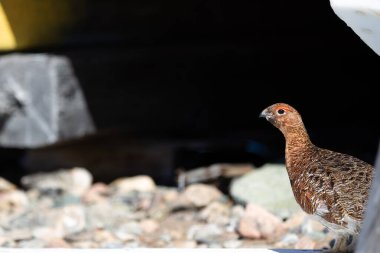 Willow ptarmigan or grouse showing the summer intricate mix of reds and browns. Near Arviat, Nunavut, Canada clipart