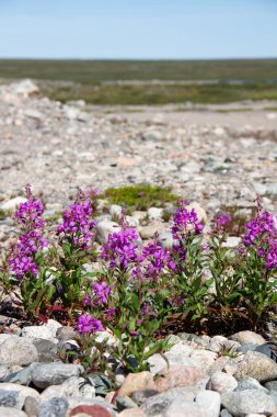 Arviat, Arviat, Nunavut, Kanada 'da kayalık bir arazide pembe yakut çiçekleri.