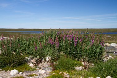 A field of pink fireweed flowers on a rocky outcrop in Canadas arctic tundra, Arviat, Nunavut clipart