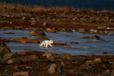 Küf mevsiminde buz üzerinde yürüyen kutup tilkisi gri yaz kürkünden kış beyaz kürküne kadar arka planda renkli kırmızı tundralı, Arviat, Nunavut