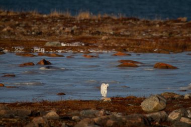 Küf mevsiminde buz üzerinde yürüyen kutup tilkisi gri yaz kürkünden kış beyaz kürküne kadar arka planda renkli kırmızı tundralı, Arviat, Nunavut