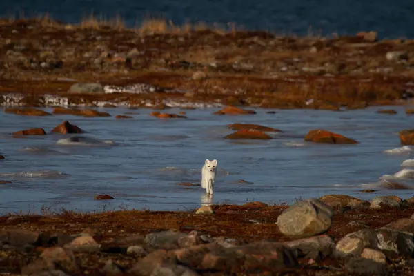 Küf mevsiminde buz üzerinde yürüyen kutup tilkisi gri yaz kürkünden kış beyaz kürküne kadar arka planda renkli kırmızı tundralı, Arviat, Nunavut