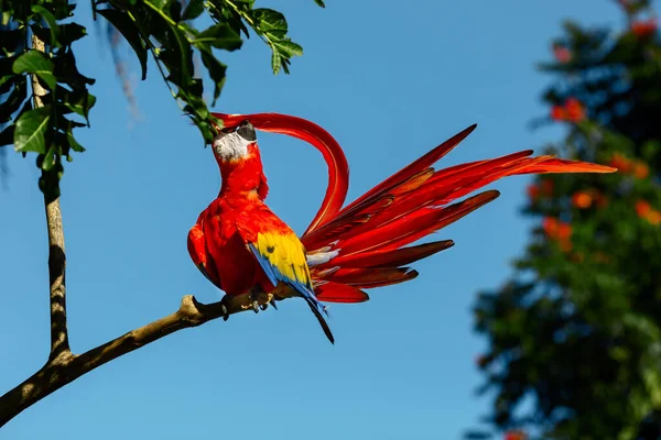 Papagaio Arara Vermelho Sentado Ramo Contra Fundo Céu Azul Vegetação — Fotografia de Stock