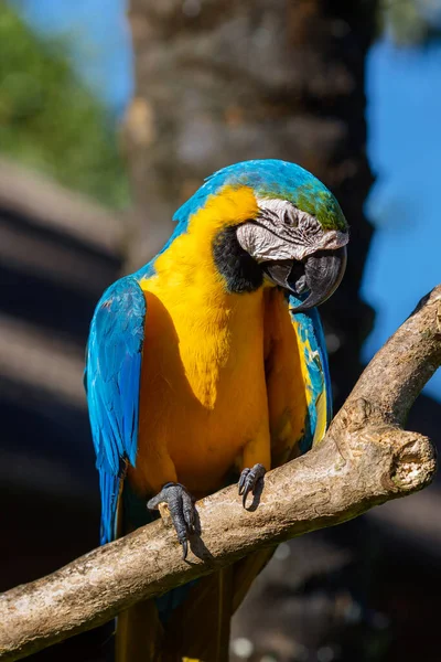 Ara Papagei Blaugelbe Farbe Sitzt Auf Einem Zweig Vor Einem — Stockfoto