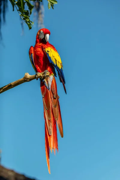Papagaio Arara Vermelho Sentado Ramo Contra Fundo Céu Azul Vegetação — Fotografia de Stock