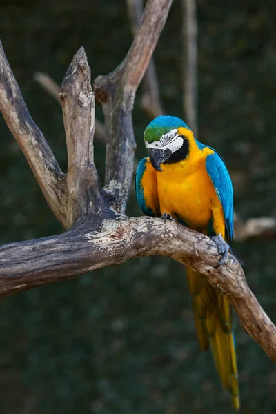 金刚鹦鹉蓝色的黄色 坐在树枝上 背靠着热带绿色的背景 — 图库照片