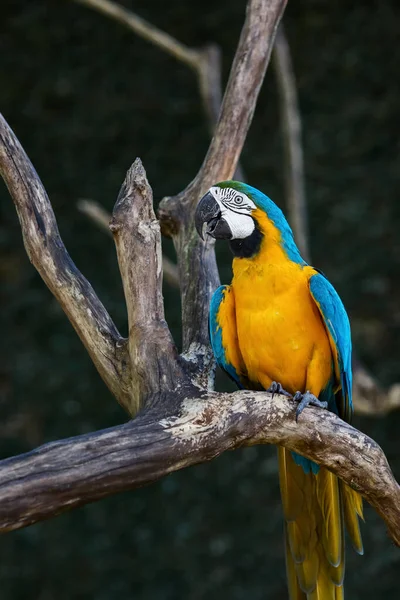 Ара Попугай Синий Желтый Цвет Сидя Ветке Фоне Тропической Зелени — стоковое фото