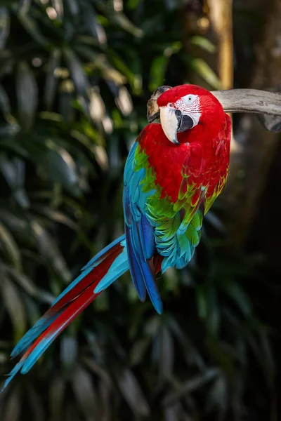 Красный Попугай Ара Сидящий Ветке Фоне Тропического Зеленее — стоковое фото