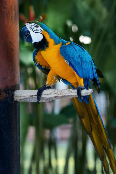 Macaw Parrot Blue Yellow Color Sitting Branch Background Tropical Greenery — Stock Photo, Image