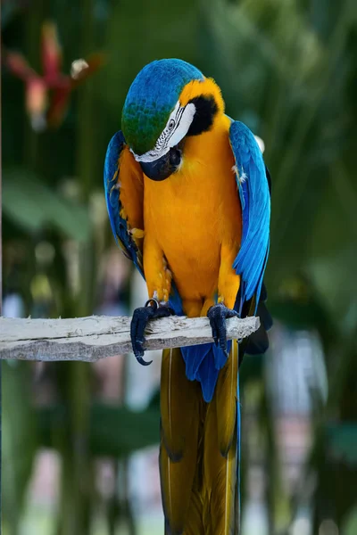 Macaw Parrot Blue Yellow Color Sitting Branch Background Tropical Greenery — Stock Photo, Image