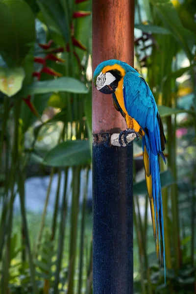 Perroquet Aras Bleu Jaune Assis Sur Une Branche Sur Fond — Photo
