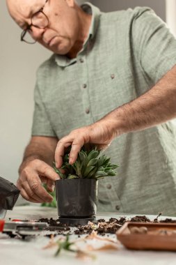 Yetişkin bir erkek evde erik eritip bitki nakli yapıyor. Ev bahçesinin bahar bakımı. seçici odak