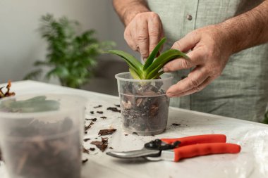 Yetişkin bir adamın elleri budanır ve evde penaenopsis orkideleri nakledilir. Ev bahçesinin bahar bakımı. seçici odak