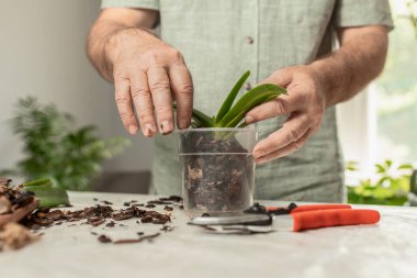 Yetişkin bir adamın elleri budanır ve evde penaenopsis orkideleri nakledilir. Ev bahçesinin bahar bakımı. seçici odak