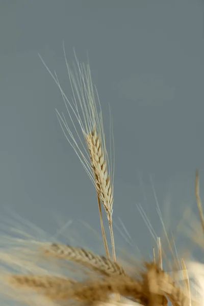 Колосья Пшеницы Наполненные Зерном Зерновые Сером Фоне Концепция Сбора Урожая — стоковое фото