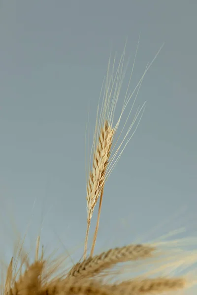 Tahıl Dolu Buğday Kulakları Gri Arka Planda Tahıllar Hasat Konsepti — Stok fotoğraf