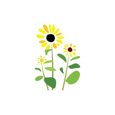 ayçiçeği bitki vektör logo çizimi tasarımı