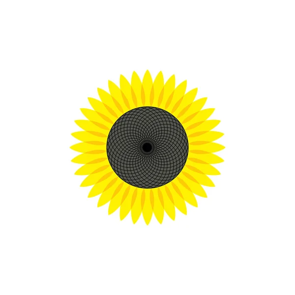 sunflower flower illustration vector design