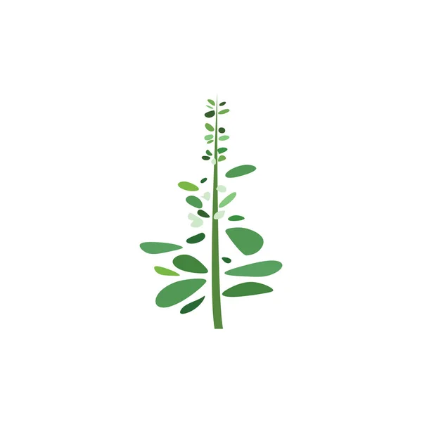 Basil Plant Vector Logo Icon Design Element — Stock Vector