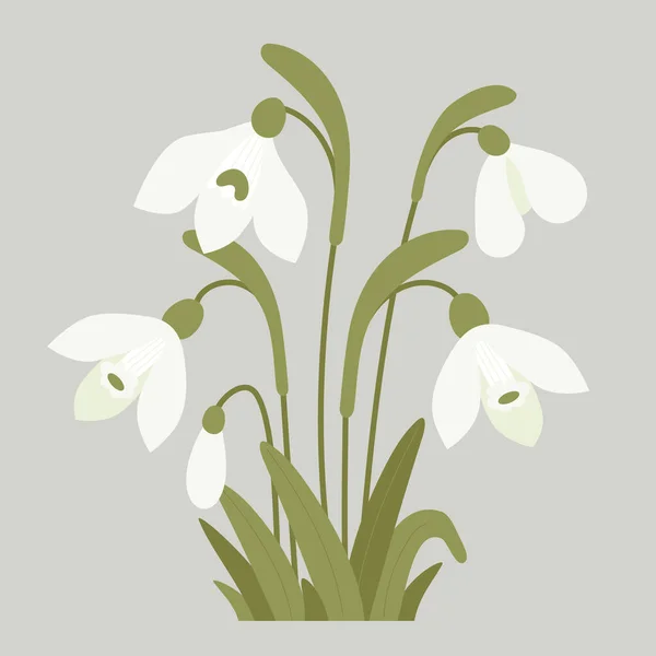 Blühender Strauß Schneeglöckchen Mit Blättern Sanfte Waldfrühling Weiße Blume Gemeinsame — Stockvektor