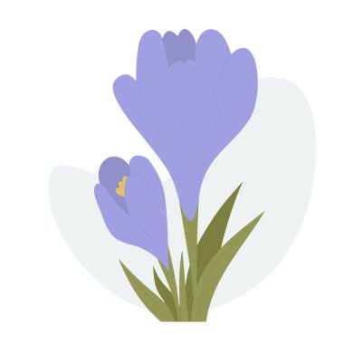 Crocus flower. First spring blooming purple saffron with leaves. Vector illustration