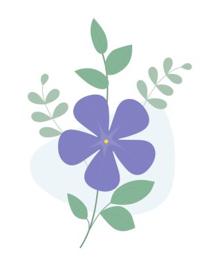 Periwinkle flower. Blooming purple Vinca minor with leaves. Vector illustration