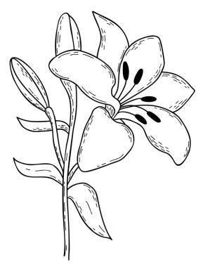Hand drawing blooming lily flower with bud and leaves. Vector illustration. Line garden flower. For design, decoration and printing