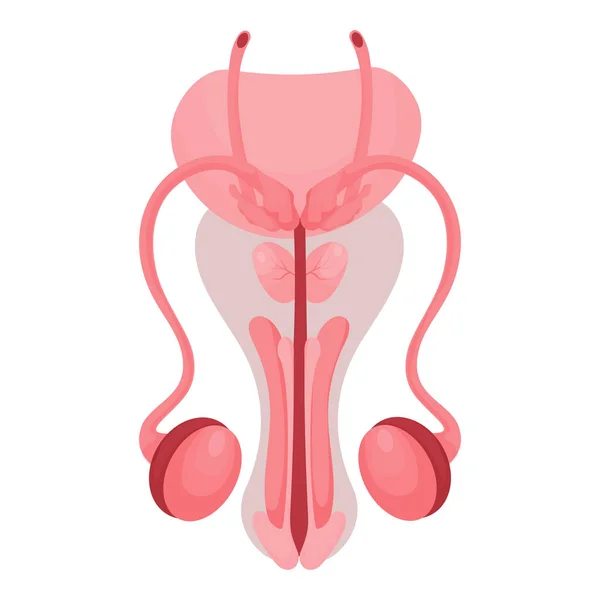 男性生殖器 健康な生殖漫画スタイルの内部人間システム ベクトルイラスト 白地に隔離された — ストックベクタ