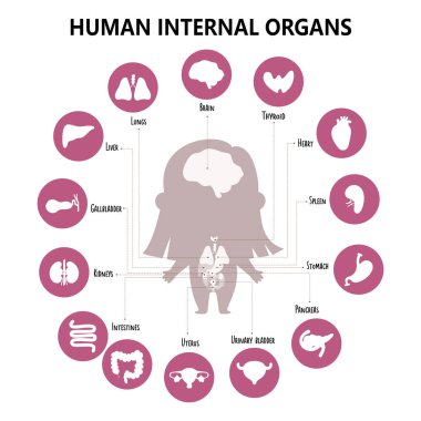 Anatomi insan vücudu. Kız ve görsel yapılı bilgi, iç organlar, ikonlar, isimler ve mekanlar. Vektör çizimi. Tıbbi poster, biyolojik konsept, çocuk koleksiyonu