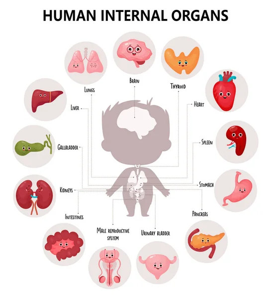 Ανατομικό Ανθρώπινο Σώμα Χαριτωμένο Infographics Οπτικό Σχήμα Εσωτερικό Αρσενικό Χαρακτήρες — Διανυσματικό Αρχείο