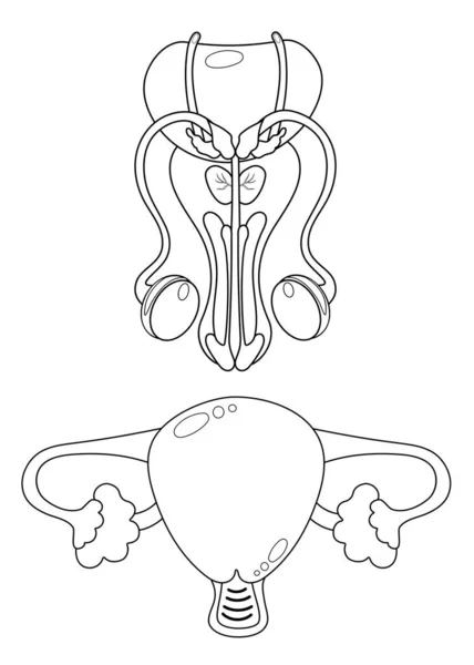 Reproductive Organs Female Uterus Male Penis Linear Hand Drawing Vector — Vetor de Stock