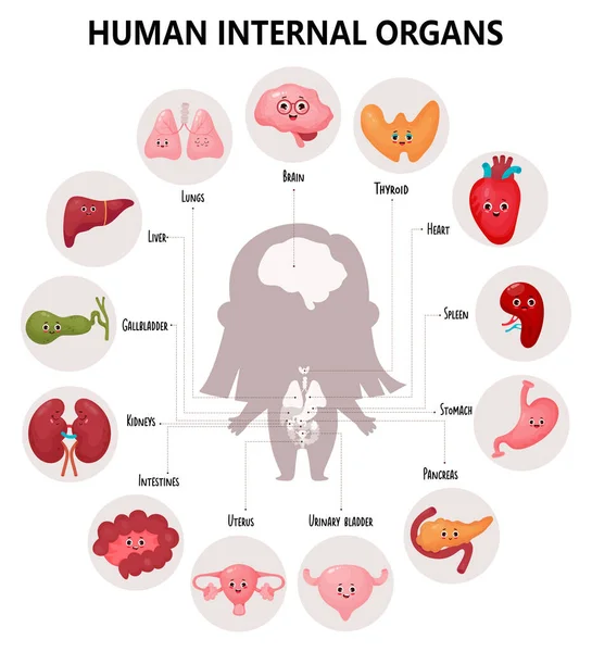 Χαριτωμένο Infographics Ανατομία Του Ανθρώπινου Σώματος Οπτικό Σχήμα Εσωτερικά Γυναικεία — Διανυσματικό Αρχείο