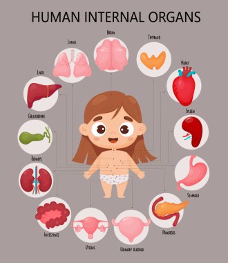Anatomi insan vücudu. Şirin bir kızla bilgi paylaşımı. Görsel diyagram sağlıklı iç organlar, isimler ve yerler. Çizgi film tarzında tıbbi poster. Tıbbi ve biyolojik konsept, çocuk koleksiyonu
