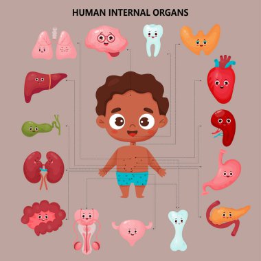 Erkek organı çizgi film karakterleri. Anatomi insan vücudu. Siyahi, yakışıklı bir çocukla bilgi paylaşımı. Görsel şema iç organlar ve mekanlar. Vektör çizimi. Eğitimli çocuklar için tıbbi poster