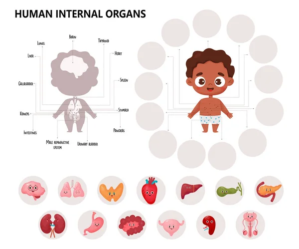인간의 귀여운 인종을 그래픽 구조는 남성의 장기에 캐릭터 위치를 표시한다 — 스톡 벡터