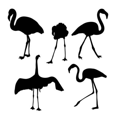 Flamingo kuşlarının siluetleri. Vektör çizimi. Tasarım için yalıtılmış elementler, beyaz arkaplan için tropikal kuşlar