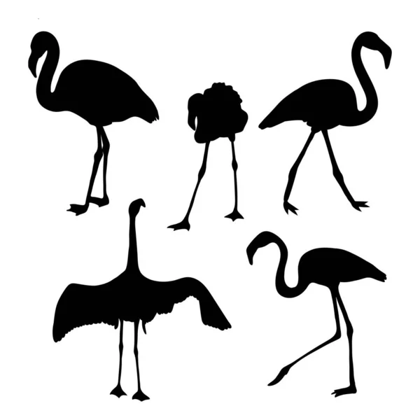 Συλλογή Σιλουέτες Από Φλαμίνγκο Πουλιά Εικονογράφηση Διανύσματος Μεμονωμένα Στοιχεία Τροπικά — Διανυσματικό Αρχείο