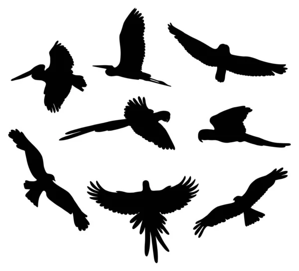 Collezione Silhouette Uccelli Volanti Bellissimi Pappagalli Piumati Tropicali Pellicano Ara — Vettoriale Stock