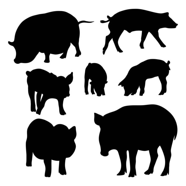 Collection silhouettes pigs and boar. Vector illustration. Isolated hand drawings farm animals on white background for design
