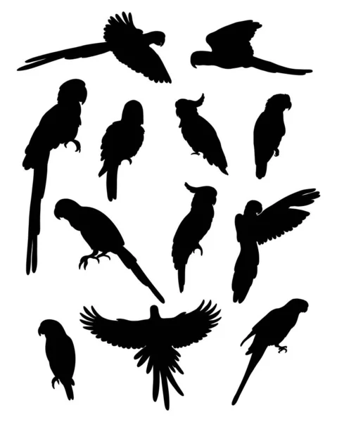 Silhouette Raccolta Pappagalli Uccelli Tropicali Ara Cacatua Budgerigar Illustrazione Vettoriale — Vettoriale Stock