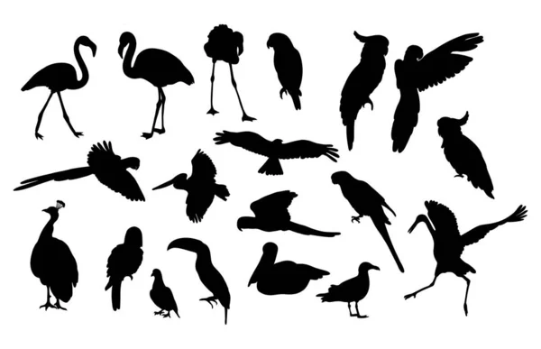 Sylwetki Ptaków Zbieranie Tropikalnych Morskich Różnorodnych Gatunków Piór Ilustracja Wektora — Wektor stockowy