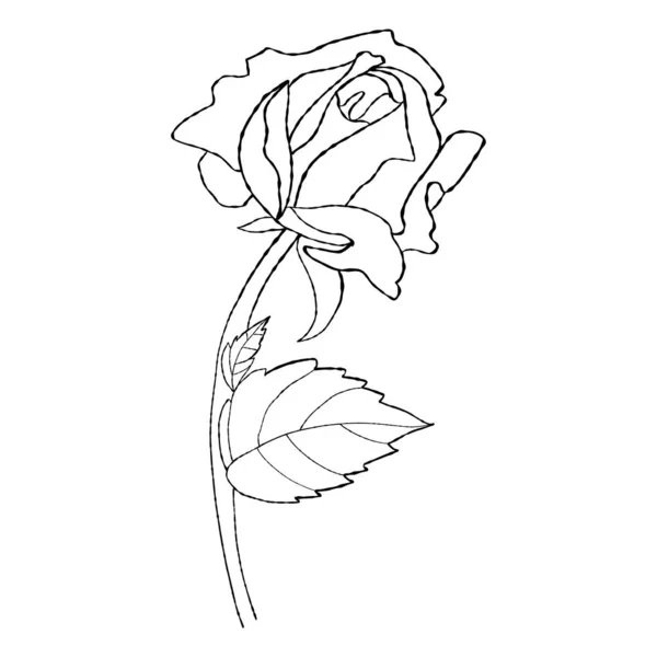 Bunga Mawar Tangan Digambar Tunas Dengan Daun Vektor Ilustrasi Linier - Stok Vektor