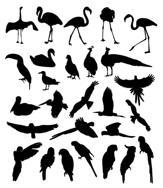 Grande Collezione Silhouette Uccelli Pappagalli Tropicali Fenicottero Tucano Gabbiano Cigno — Vettoriale Stock