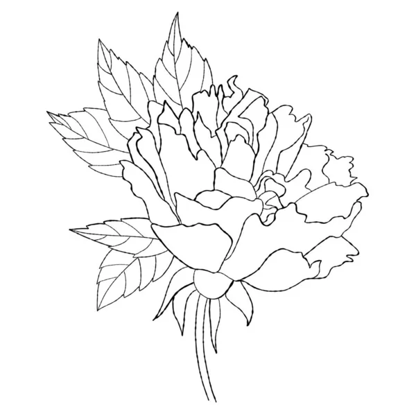 Flor Rosa Mão Desenhada Ilustração Vetorial Planta Linear Isolada Florescendo — Vetor de Stock