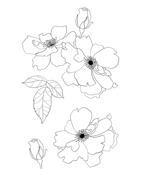 收集花卉 手拉手矢量图解 用于设计 装饰和装饰的孤立线形植物和叶子 — 图库矢量图片